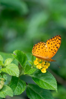 Siyah noktalı Yüksek Kahverengi Fritiller Bitki bahçesinde sarı lantana çiçekli güzel kelebek