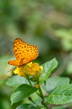 Siyah noktalı Yüksek Kahverengi Fritiller Bitki bahçesinde sarı lantana çiçekli güzel kelebek