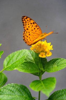 black dotted High Brown Fritillary  upperwing beautiful butterfly with yellow lantana flower in plant garden plant clipart