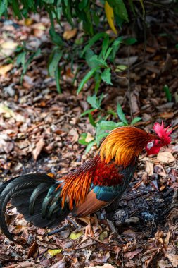 Uzun kuyruklu bir horoz tavuk açık bahçede duruyor.