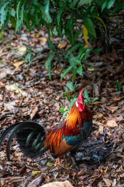 Uzun kuyruklu bir horoz tavuk açık bahçede duruyor.