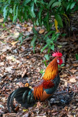 Uzun kuyruklu bir horoz tavuk açık bahçede duruyor.