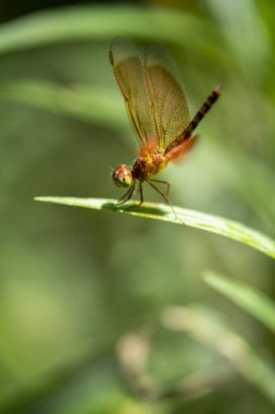 Altın renkli, kırmızımsı minik yusufçuk açık havada, güneşli bir bahçede oturuyor.