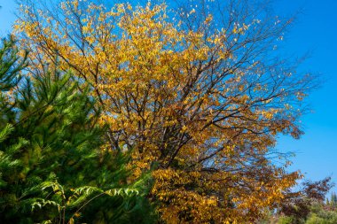 Parkta renkli ağaçlar ve düşen yapraklarla dolu bir sonbahar parkı.
