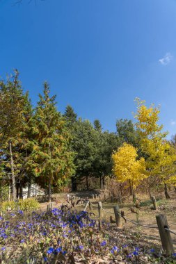 Parkta renkli ağaçlar ve düşen yapraklarla dolu bir sonbahar parkı.