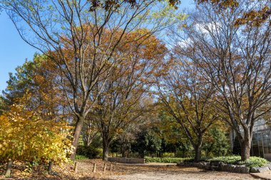 Parkta renkli ağaçlar ve düşen yapraklarla dolu bir sonbahar parkı.