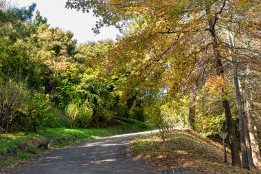 Parkta renkli ağaçlar ve düşen yapraklarla dolu bir sonbahar parkı.