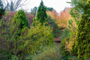 Parkta renkli ağaçlar ve düşen yapraklarla dolu bir sonbahar parkı.
