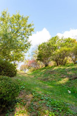 Parkta renkli ağaçlar ve düşen yapraklarla dolu bir sonbahar parkı.