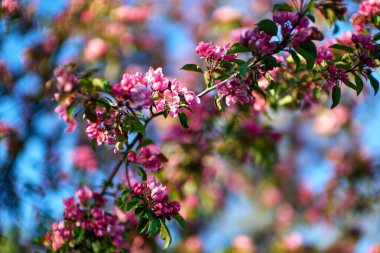 Canlı pembe çiçeklerle süslenmiş güzel bir ağaç dalı ve yukarıdaki açık mavi gökyüzüne canlı canlı sergilenen yemyeşil yapraklar.