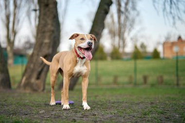 Parktaki bir teriyerin portresi.