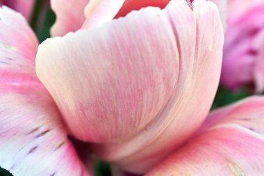 Pembe lale tomurcuğu, kapat.