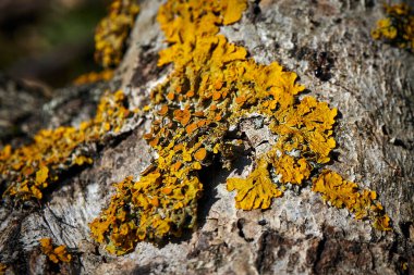 Sonbahar ormanındaki bir ağacın kabuğunda sarı liken.