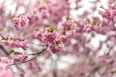 Pembe sakura çiçekleri arka plan, yakın plan, ilkbaharda kiraz çiçekleri.,