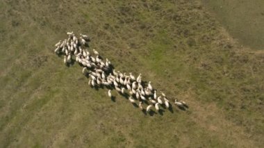 Bir tarladaki koyun sürüsünün en üst görüntüsü