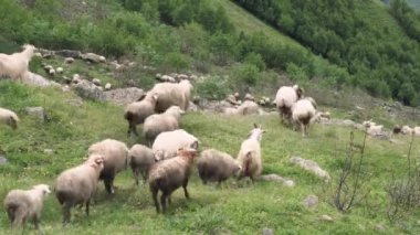 Kayalık bir alanda otlayan bir koyun sürüsü.