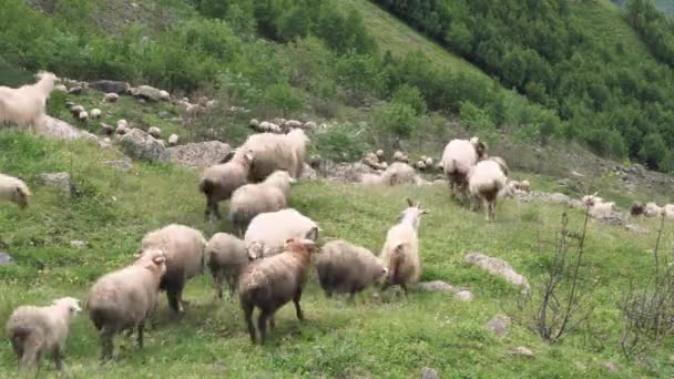 岩場に羊の放牧の群れ — ストック動画