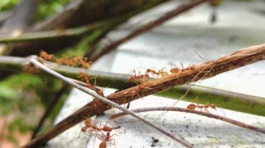 Ağaç dalındaki kırmızı karıncaların yan görüntüsü