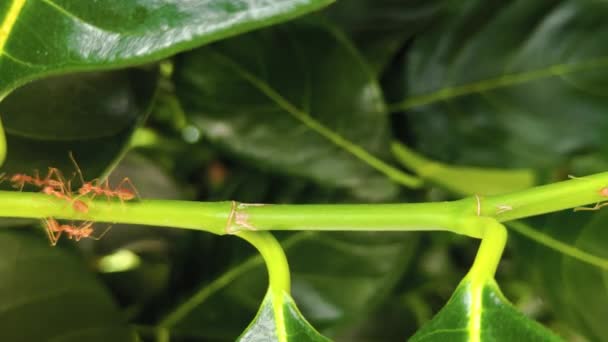 Seitenansicht Der Roten Ameisen Kriechen Auf Die Pflanze — Stockvideo