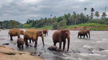 Nehirdeki fil ailesinin yan görüntüsü