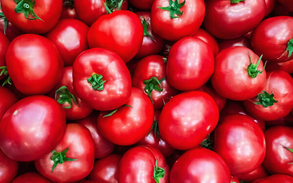 Top view of juicy organic red tomatoes