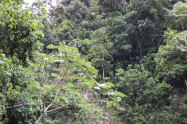 Ormandaki yeşil orman