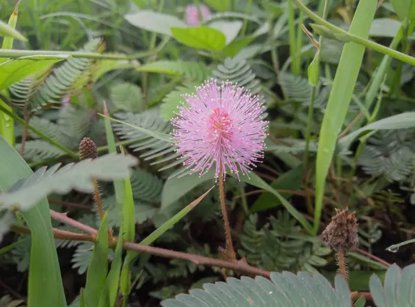 stock image shy princess flowers that grow wild