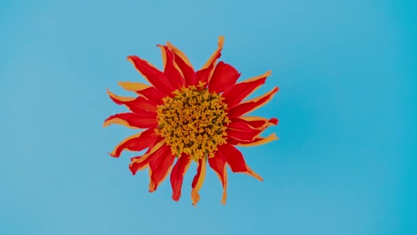 Abstrakcyjne Szare Cienie Pokrywających Się Naturalnych Liści Kwiatów Spadają Ścianę — Wideo stockowe