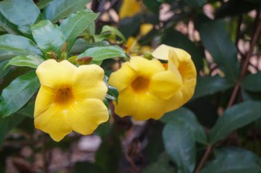 Yaklaş, sarı güzel Allmanda çiçeği.