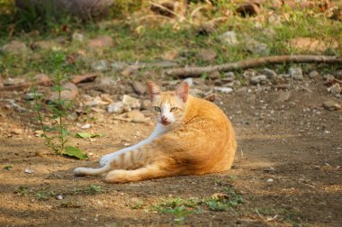 Sevimli evcil kedi yerde yatıyor.