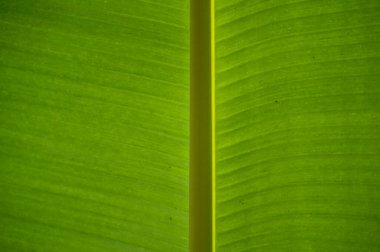 Yakın plan - muz yaprağı desenli, güzel arkaplan