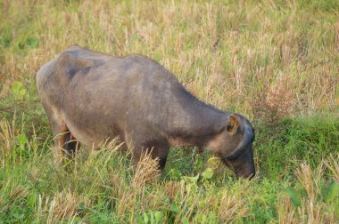 Bir çeltik tarlasında (Bubalus bubalis) ya da Endonezya evcil bufalolarında yiyecek arayan bir bizon