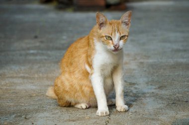 Endonezyalı sevimli ve sevimli bir evcil kedi.