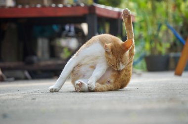 Endonezyalı sevimli ve sevimli bir evcil kedi.