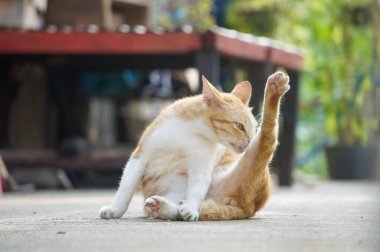 Endonezyalı sevimli ve sevimli bir evcil kedi.