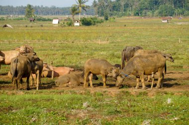 Endonezyalı bir bufalo sürüsü otlakta
