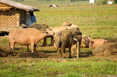 Endonezyalı bir bufalo sürüsü otlakta