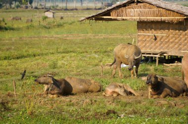 Endonezyalı bir bufalo sürüsü otlakta