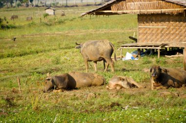 Endonezyalı bir bufalo sürüsü otlakta