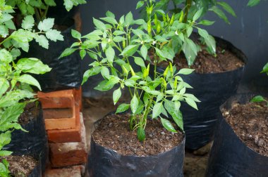 Plastik kaplara acı biber ekiyorum.