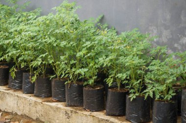 Young tomato plant in black plastic pots. concept of growing vegetables in a garden and food for health