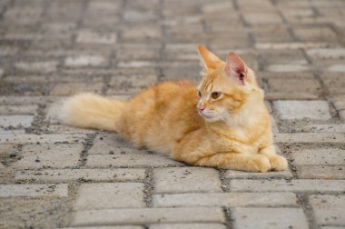 Yerde yatan sevimli ve sevimli bir turuncu kedi.