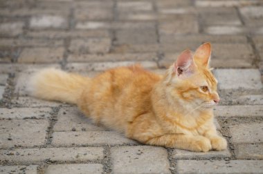 Yerde yatan sevimli ve sevimli bir turuncu kedi.