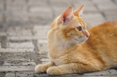 Yerde yatan sevimli ve sevimli bir turuncu kedi.