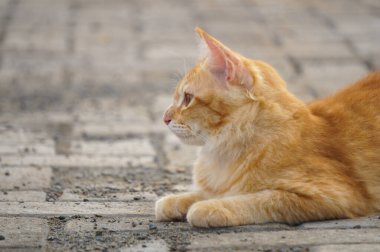 Yerde yatan sevimli ve sevimli bir turuncu kedi.