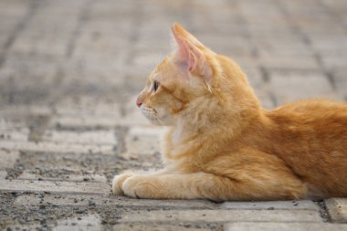 Yerde yatan sevimli ve sevimli bir turuncu kedi.
