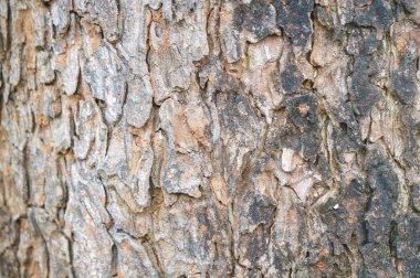 Sert ağaç kabuğu dokusu arkaplanı, yüzey arkaplanı