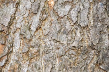 Sert ağaç kabuğu dokusu arkaplanı, yüzey arkaplanı