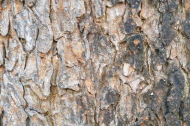 Sert ağaç kabuğu dokusu arkaplanı, yüzey arkaplanı