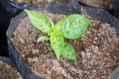 Siyah plastik bir tencerede taze kırmızı biber tohumları. Bahçede sebze ve sağlık için yiyecek yetiştirme kavramı